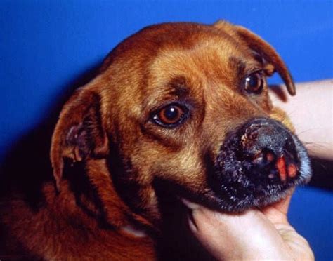 blastomycosis in dogs