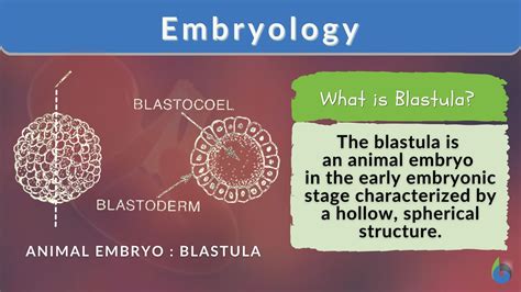 blastulation definition