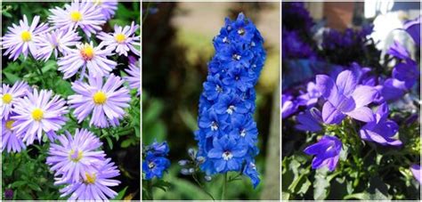 Blauwe Borderplanten