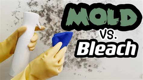 Bleach Clean Mold