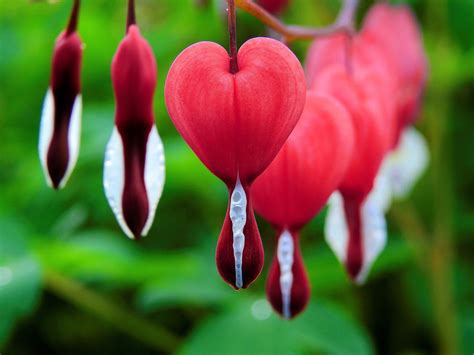 bleeding heart plant poisonous