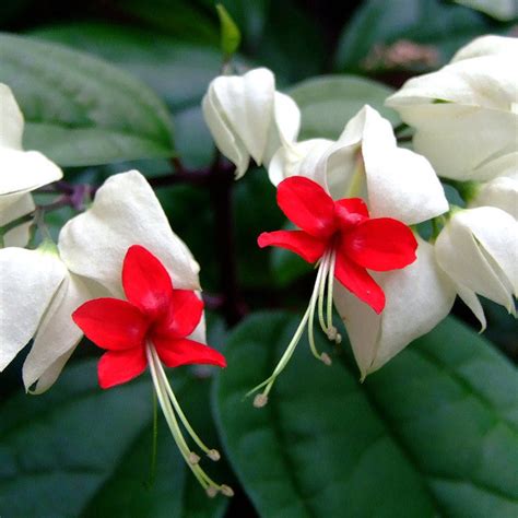 bleeding heart vine india