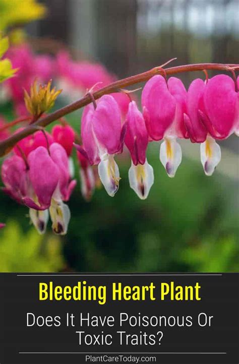 bleeding heart vine poisonous