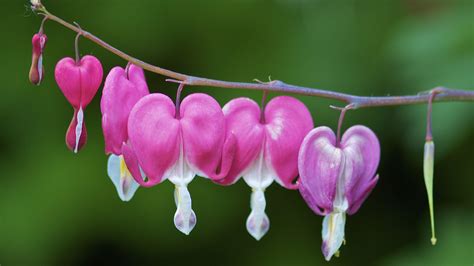 HD Bleeding Heart Wallpapers Full HD Pictures