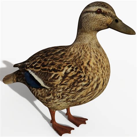 Blender 3D Model Duck