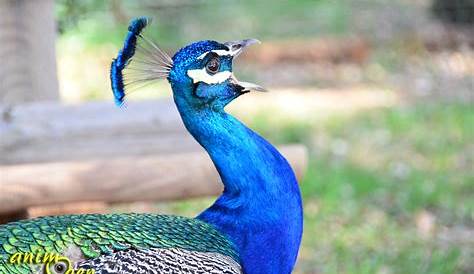 Bleu Paon Le , Pavo Cristatus, Oiseau Sacré D’Inde AnimOgen