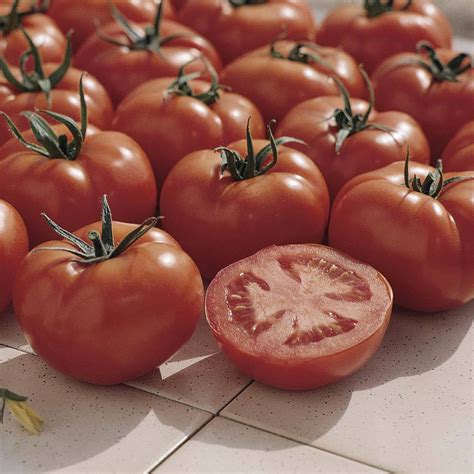 blight resistant tomato varieties