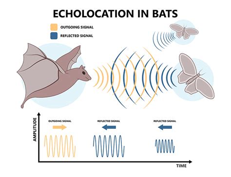 Blind Bats Echolocation