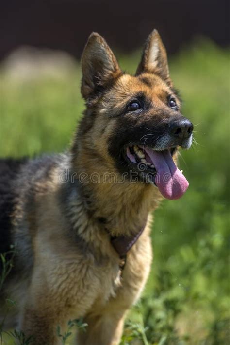 blind german shepherd