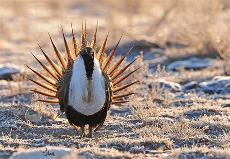 blm eplanning greater sage grouse
