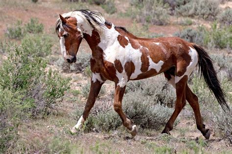 blm mustang adoption 2023