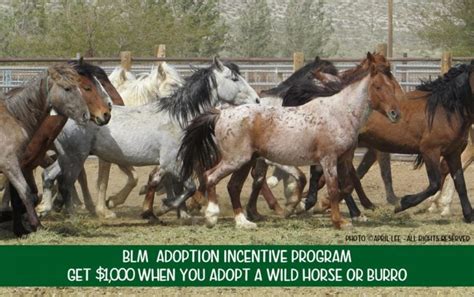 blm mustang adoption online gallery