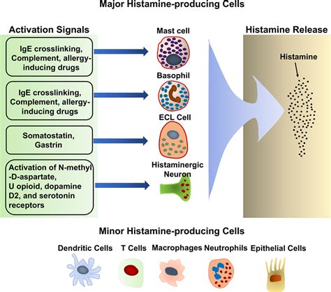 Blocks Histamine Release