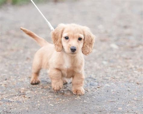 blonde mini dachshund
