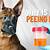 blood in dog urine home remedies