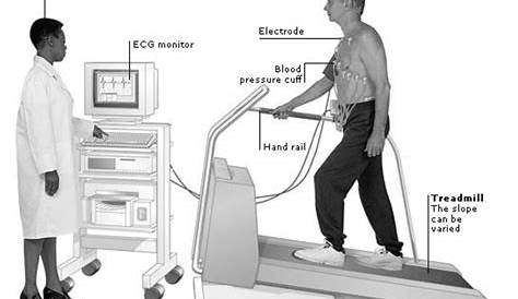 Blood Pressure 200100 During Stress Test The Pressor Response Large Vs. Small Muscle Exercise