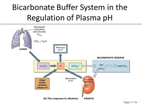 blood bicarbonate buffer system