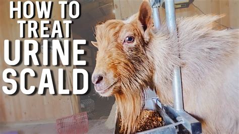 blood in urine in goats