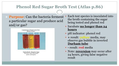 Blood Test For Phenol