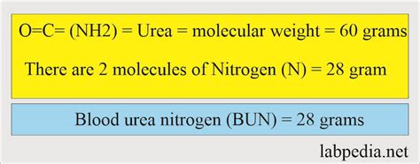 Blood Urea Nitrogen Structure
