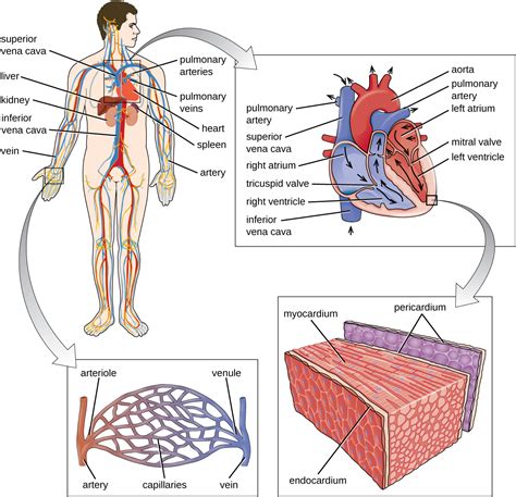 blood vessels connecting digestive and circulatory system