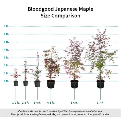 bloodgood japanese maple size chart