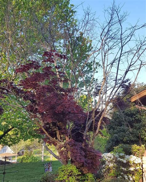 bloodgood japanese maple tree problems