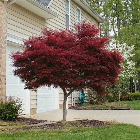 bloodgood japanese maples for sale near me