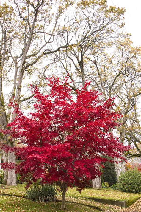 bloodgood red japanese maple tree