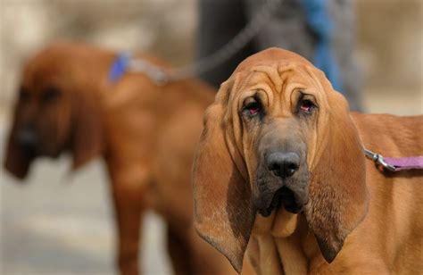 Bloodhound
