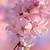 blossom iphone wallpaper