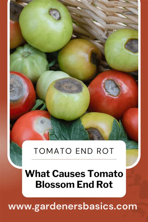 Blossom End Rot Cause