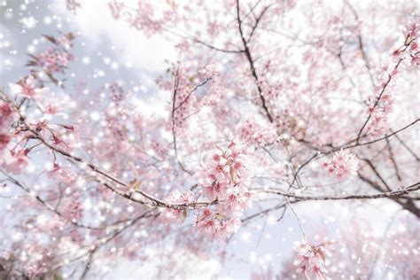 Blossom in Winter: Unveiling Natures Rare Wonder
