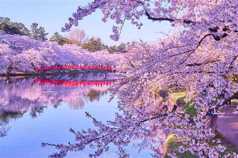 blossom season japan 2023