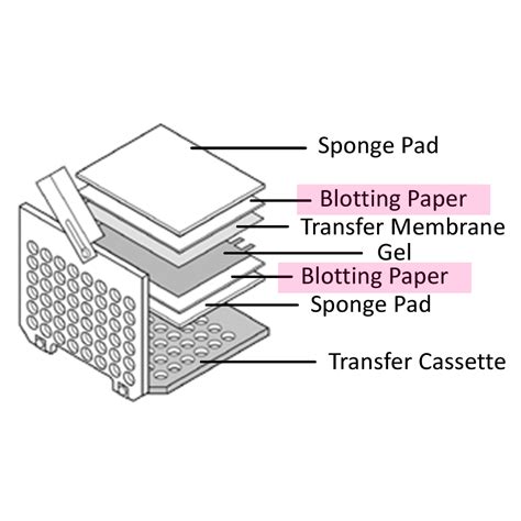 Blotting Paper Que Significa