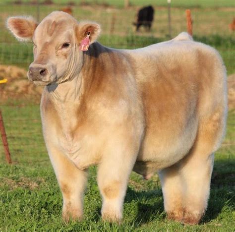 Blow Dried Cows
