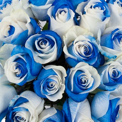 Beautiful Unique Blue and White Color Rose in 2020 Beautiful rose flowers, Unusual flowers
