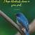 blue bird sayings