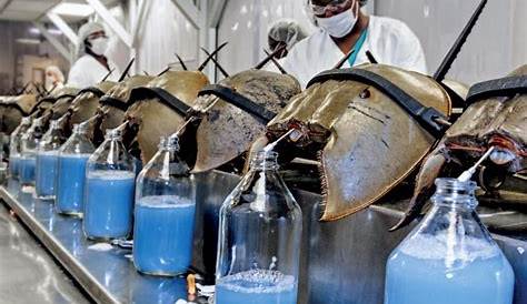 Horseshoe Crab The Blue Blood that Saves Millions Of