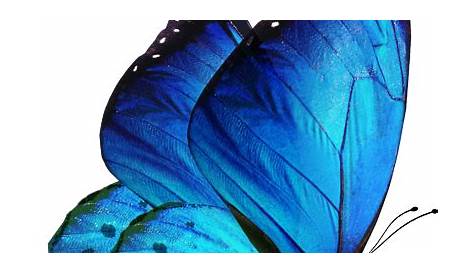 Free Blue Butterfly Images, Download Free Blue Butterfly Images png