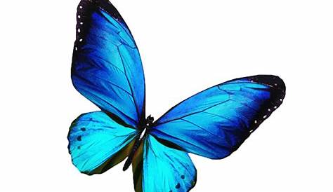 Blue And Purple Butterfly Png Clipar Image - Blue Butterfly - Free