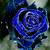 blue colour rose wallpaper