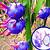 blue dragon fruit plant