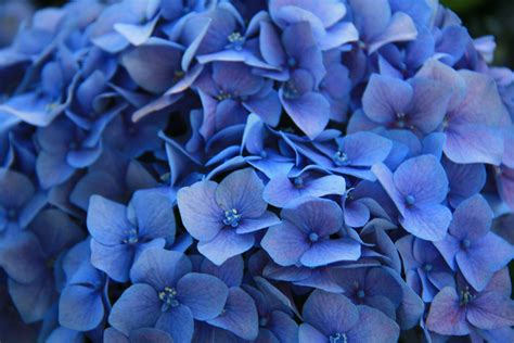 Beautiful Blue Flowers Blue flowers, Blue flower wallpaper, Blue