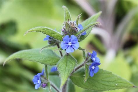 Blue Flower Weed: A Beautiful Addition To Your Garden