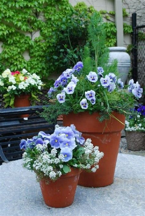 36 Best Blue Flowers To Grow In Containers Balcony Garden Web