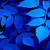 blue leaf