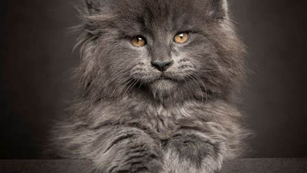 Blue Maine Coon Cat: All Information You Need to Know