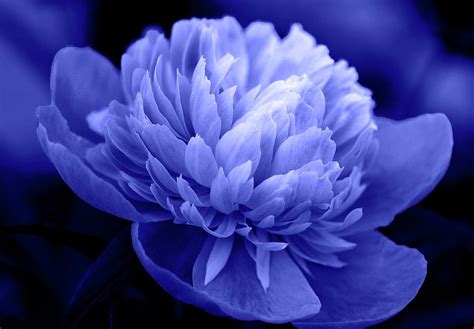 Blue Peony Flower: A Delightful Addition To Your Garden