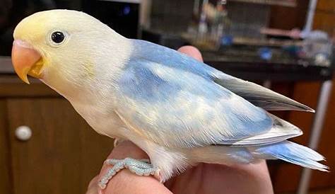 Blue Pied Fischer Lovebird Baby For Sale In Singapore Sg